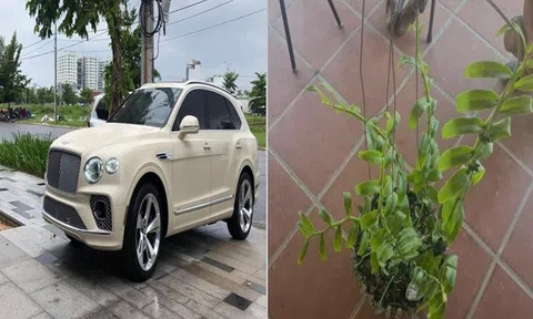 Đổi siêu xe Bentley Bentayga 21 tỉ đồng lấy 2 cây lan đột biến ở Đà Nẵng