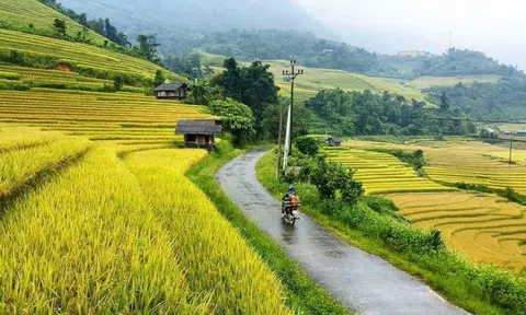 Đánh chim