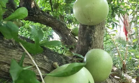 Cuộc tao ngộ không đáng có