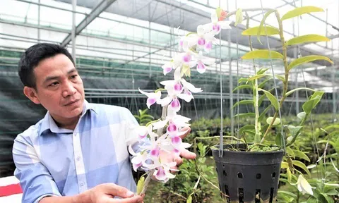 Nhà báo Vương Xuân Nguyên: Cần xem xét bản chất và phương thức của các giao dịch hoa lan Đột biến!