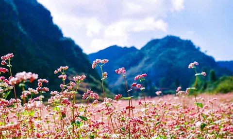 Hoa Tam giác mạch