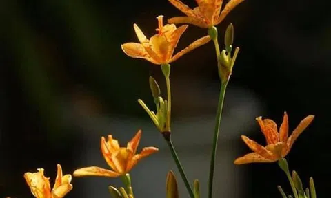 Mẹ là nhành hoa