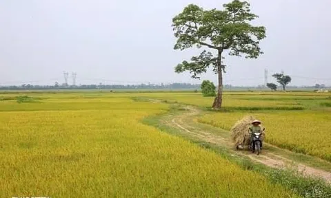 Ăn cỗ và lấy phần