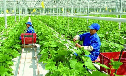 OCOP: MỘT CHƯƠNG TRÌNH THIẾT THỰC VÀ ĐIỂM SÁNG THỦ ĐÔ