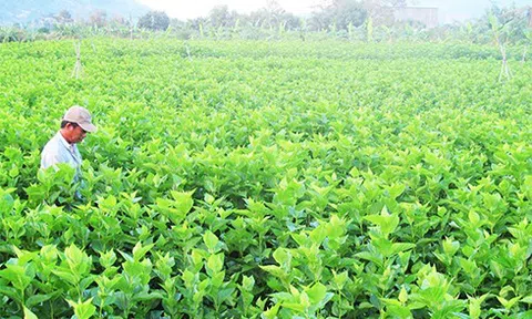 Nghiên cứu vai trò của việc tổ chức nông dân trong sản xuất và tiêu thụ sản phẩm dâu tằm tơ tại huyện Văn Chấn, tỉnh Yên Bái
