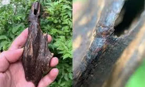 Săn trầm và những chuyện kỳ bí