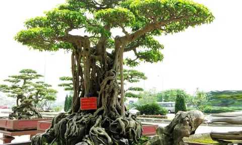 Tuyệt phẩm "Mâm Xôi Con Gà" trở lại Thủ đô với sắc diện và tâm thế mới