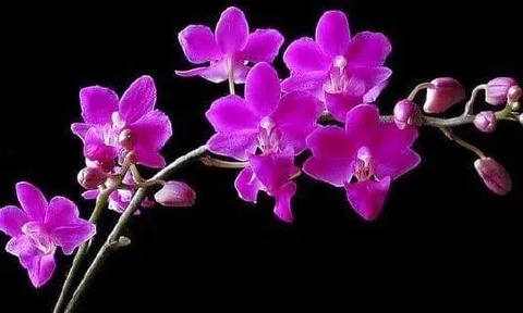 Sến già nam...