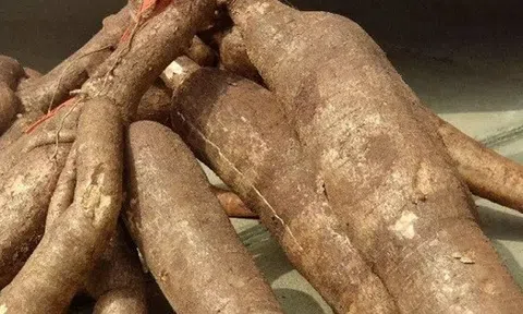 Củ sắn của mẹ