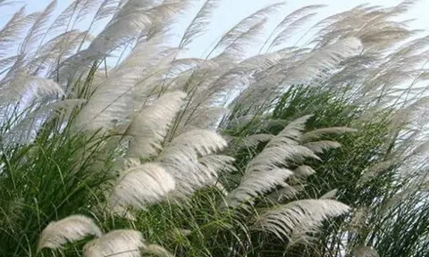 Cỏ lau