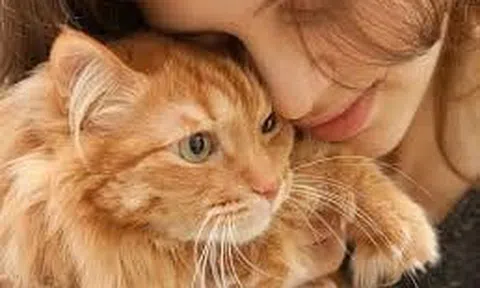 Mất mèo...