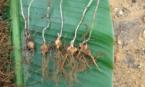 Sâm Ngọc Linh Kon Tum - báu vật đại ngàn