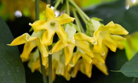 Nhớ giàn hoa thiên lý của cha
