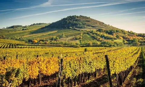 NỀN KINH TẾ NÔNG NGHIỆP HUNGARY – THẾ MẠNH VÀ NHỮNG CON SỐ
