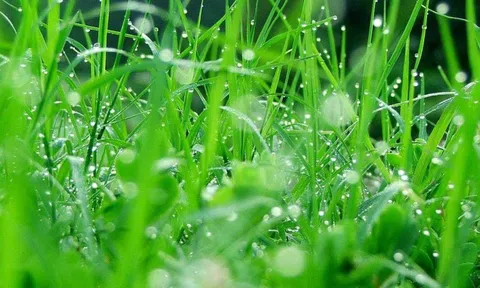 Hương cỏ mật