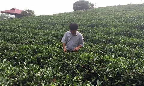 Hương chè kỷ niệm