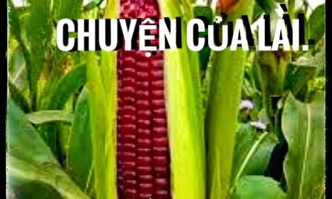 Bắp đắng - Chuyện của Lài