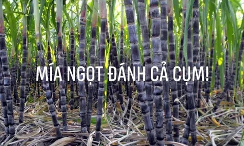 Mía ngọt đánh cả cụm