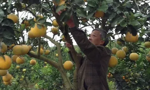 Bưởi Diễn