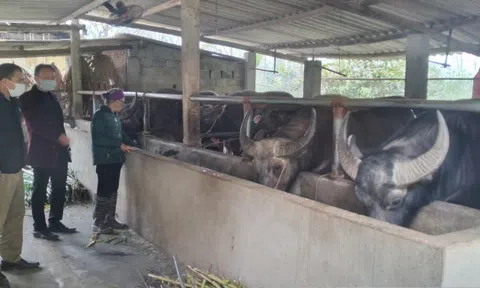Tuyên Quang: Lâm Bình phòng, chống đói, rét cho gia súc