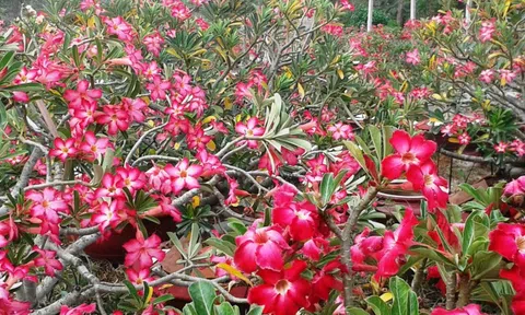 Hoa sứ tháng tư