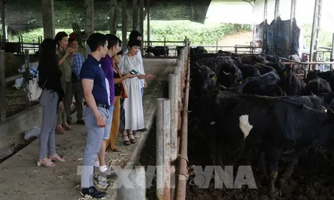 Tạo cầu nối cho các sản phẩm nông nghiệp sạch