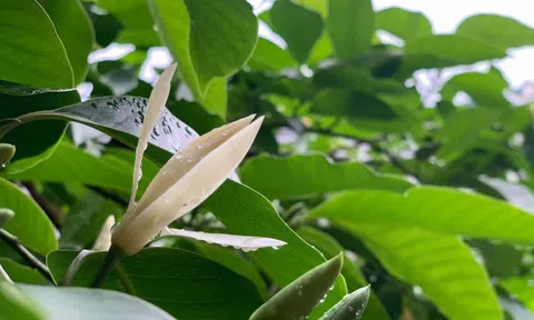 Ấm ức Út Mót