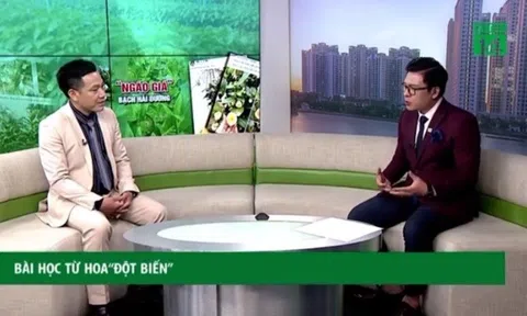 Nhà báo Vương Xuân Nguyên giải mã cơn sốt Bạch Hải Đường