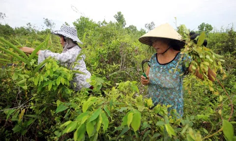 “Việt hóa” Tết Đoan ngọ