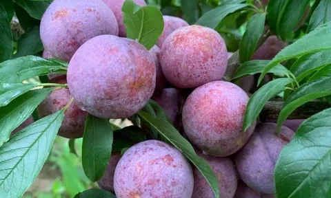 Tết Đoan Ngọ, nhớ ngày xưa