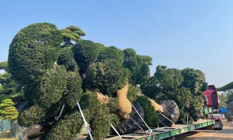 Vườn Nhật Thanh Tùng Cát Tường tiếp tục nhập khẩu Tùng La Hán từ Nhật Bản