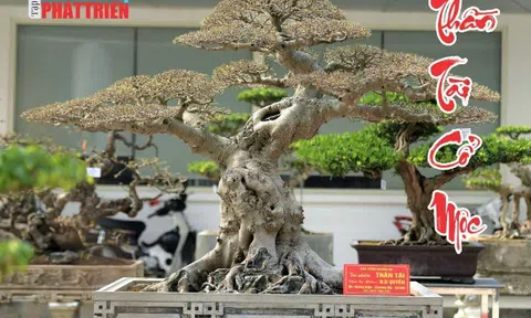 Tạp chí Khoa học Phát triển Nông thôn Việt Nam cung cấp dịch vụ số hóa dữ liệu cây cảnh nghệ thuật