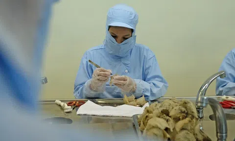 Tin vui cho tổ yến Việt Nam đã được chính ngạch xuất khẩu sang thị trường Trung Quốc