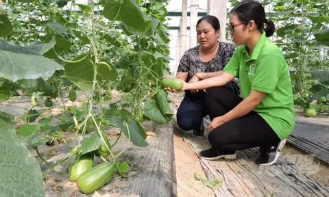Hỗ trợ sản xuất, kết nối tiêu thụ cho nông sản hữu cơ
