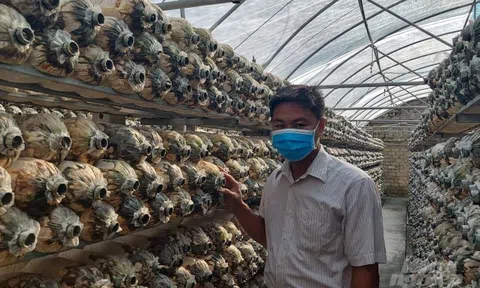 Trầy trật vẫn không bỏ cuộc với nấm hữu cơ