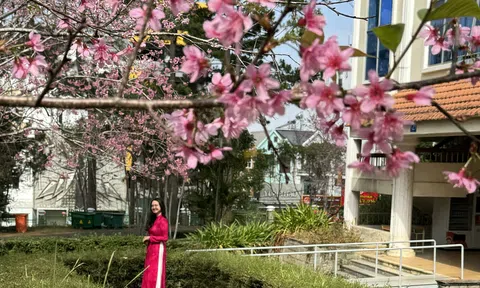Loài hoa nhuộm hồng ngôi trường có cảnh quan đẹp bậc nhất Đông Nam Á