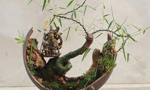 Tre Bonsai - xu hướng chơi cây kiểng mới của giới trẻ hiện nay
