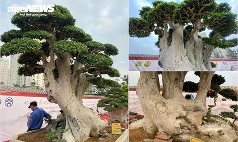 Loạt cây cảnh giá bằng cả căn chung cư hội tụ ở Hà Nội