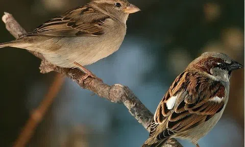 Hiểu định luật chim sẻ: bí quyết sống an nhiên tuổi xế chiều