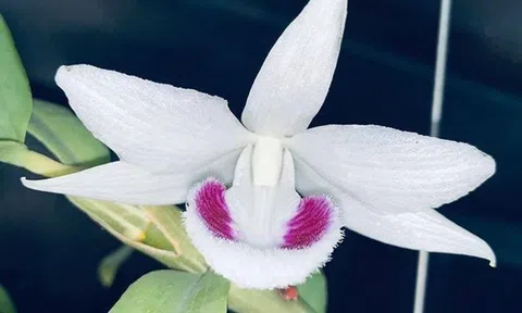 Mua Lan Đột Biến giá gần 1 tỷ về nói dối vợ có mấy chục triệu và cái kết bất ngờ...!