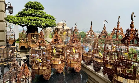 Cận cảnh tổ chim mới nở “độc nhất Việt Nam” được mua với giá gần nửa tỷ đồng