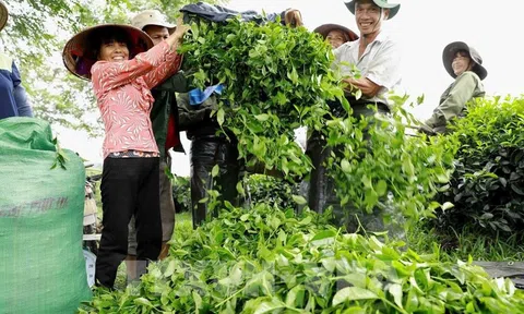 Ngành chè Việt Nam trên bản đồ thế giới: Tham vọng vươn tầm hay mãi ở "chiếu dưới"?