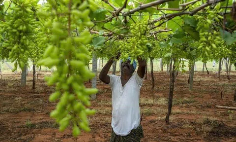 Kinh nghiệm quốc tế về phát huy vai trò của nhà nước trong phát triển nông nghiệp sinh thái