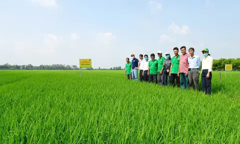 Giải pháp gì để thúc đẩy liên kết sản xuất nông nghiệp, tạo bước ngoặt cho người nông dân?