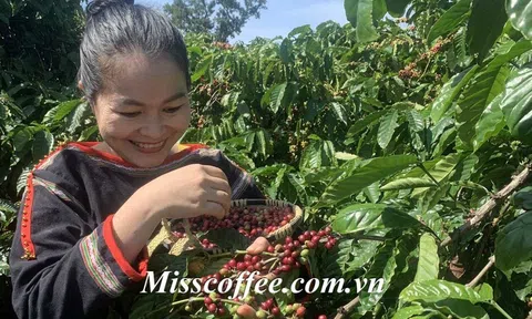 Chất riêng giữa cà phê rang mộc pha máy và pha phin