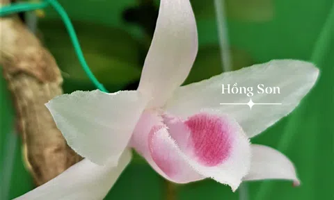 Sự nhầm lẫn tai hại giữa "Nghề chơi" và "Thú chơi"