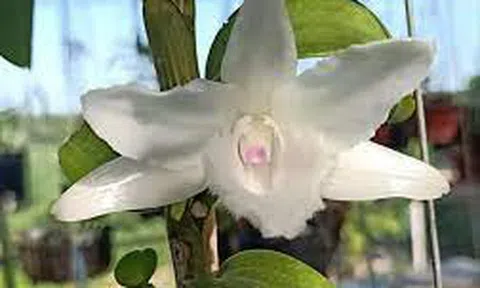 LAN VAR hay LAN ĐỘT BIẾN