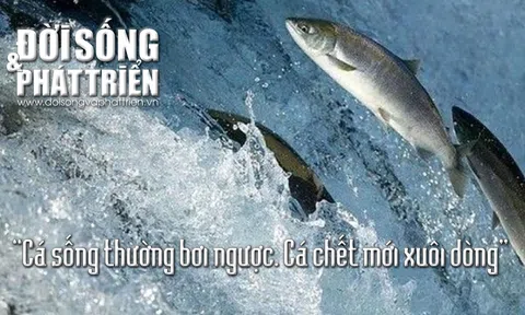 Mỗi ngày một câu Danh ngôn, Thành ngữ: Cá sống thường bơi ngược, cá chết mới xuôi dòng