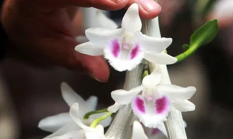 Chuyên gia Nga nói gì về tiềm năng hoa lan Việt Nam