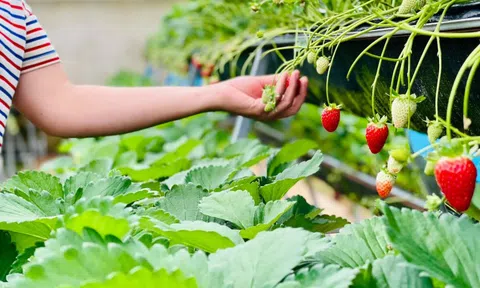 Du khách thích thú khi đi hái dâu ở Đà Lạt